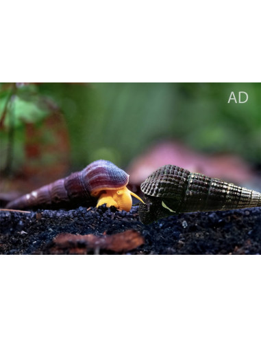 Tylomelania Marwotoae 4-5cm Wild