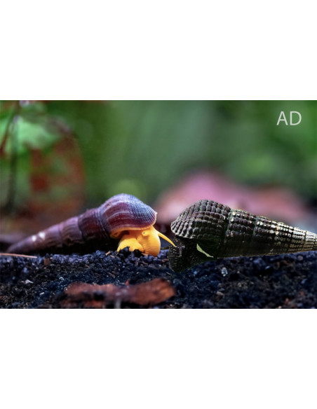 Tylomelania Marwotoae 4-5cm Wild
