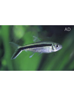 Thayeria Boehlkei2,5-3cm