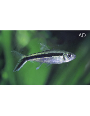 Thayeria Boehlkei2,5-3cm