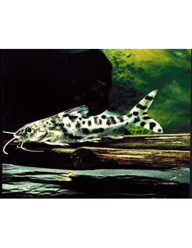 Pimelodus Pictus 5-6cm Wild