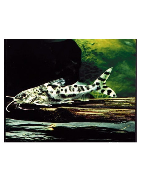 Pimelodus Pictus 5-6cm Wild