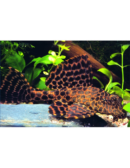 Glyptoperichthys Gibbiceps, L 165 4-4,5cm