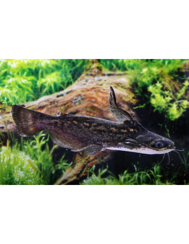 Poisson-chat Trachelyopterus fisheri (Trachelyopterus fisheri) 4,5-5,5cm