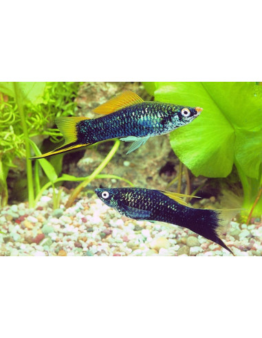 Xiphophorus Hellerii Black 4-5cm