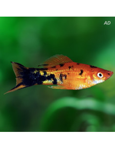 Xiphophorus Hellerii Marble 4-5cm