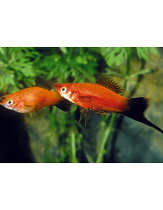 Xiphophorus Hellerii Wagtail Mix 4-5cm