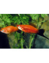 Xiphophorus Hellerii Wagtail Mix 4-5cm