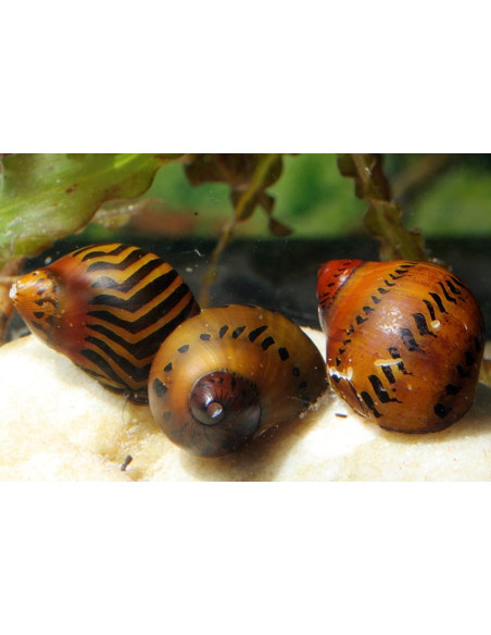 Néritine assortiment (Neritina sp. Assorted) 1-1,5cm Wild