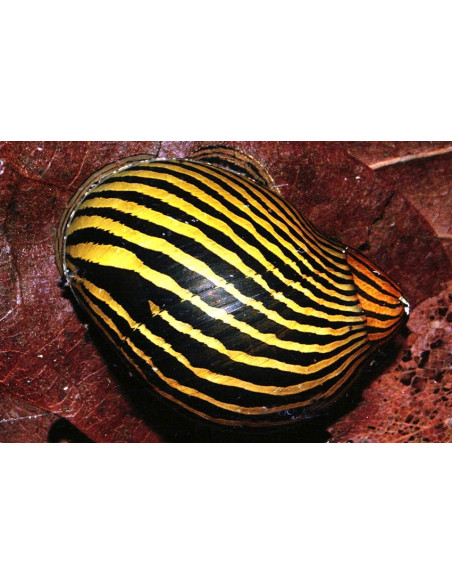 Filopaludina Sp. Zebra 1-1,5cm Wild