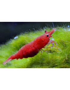 Crevette Fire Red (Caridina sp. Fire Red) 1,2-1,5cm