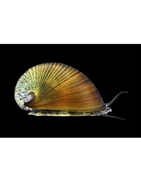 Néritine noire Pulligera (Neritina pulligera) 1-1,5cm Wild