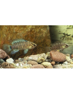 Badis badis (Badis badis) 2-2,5cm