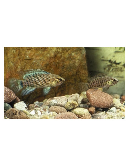 Badis Badis 2-2,5cm