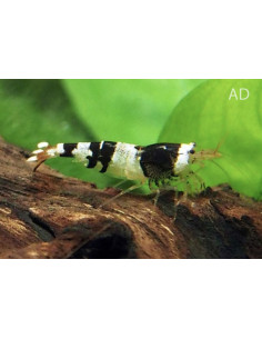 Crevette Bee Black & White (Caridina logemanni "Black & White Bee") 1,2-1,5cm