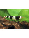 Crevette Bee Black & White (Caridina logemanni "Black & White Bee") 1,2-1,5cm