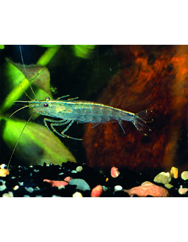 Crevette Amano (Caridina japonica) 3-3,5cm