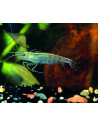 Crevette Amano (Caridina japonica) 3-3,5cm