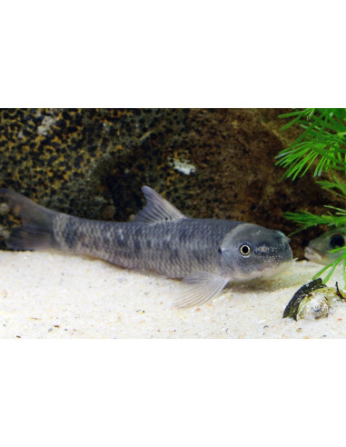 Garra rufa (Garra rufa) 4-5cm