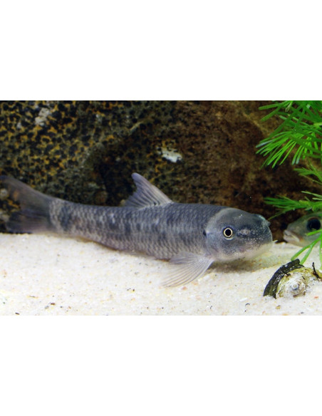 Garra rufa (Garra rufa) 4-5cm