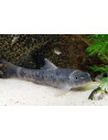 Garra rufa (Garra rufa) 4-5cm