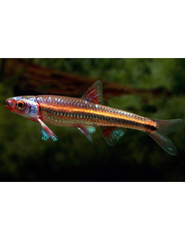 Notropis chrosomus (Notropis chrosomus) 3-4cm