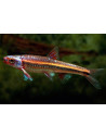 Notropis chrosomus (Notropis chrosomus) 3-4cm
