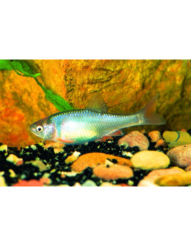 Notropis lutrensis (Notropis lutrensis) 4cm