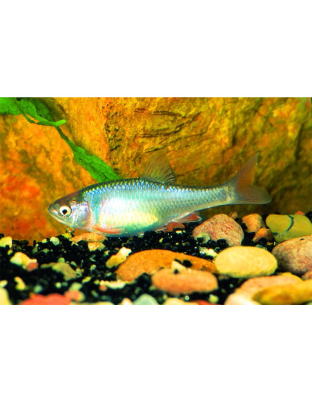 Notropis lutrensis (Notropis lutrensis) 4cm