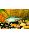 Notropis lutrensis (Notropis lutrensis) 4cm