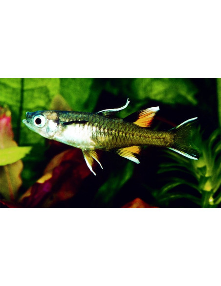 Pseudomugil Signifer 2-2,5cm