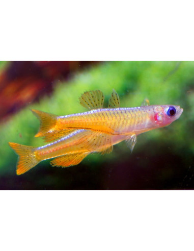 Pseudomugil Paskai 1,5-2cm