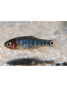 Rasbora Emerald (Celestichthys erythromicron) 1-1,5cm Wild