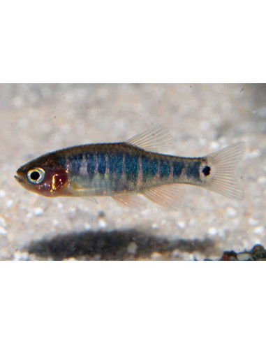 Rasbora Emerald (Celestichthys erythromicron) 1,5-2cm