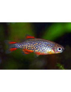 Rasbora Galaxy (Celestichthys margaritatus) 1,5-2cm
