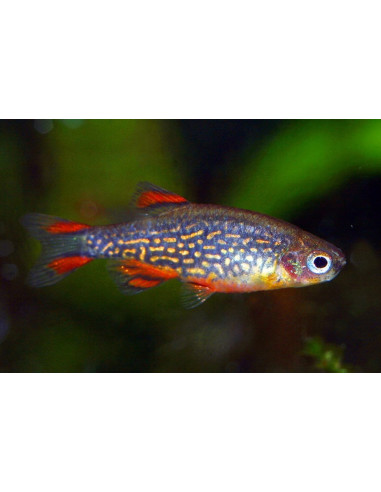 Rasbora Galaxy (Celestichthys margaritatus) 1,5-2cm