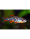 Rasbora Galaxy (Celestichthys margaritatus) 1,5-2cm