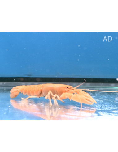 Écrevisse Orange (Cherax sp. "Orange") 5-7cm Wild