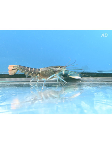 Écrevisse Blue Legs (Cherax sp. "Blue Legs") 5-7cm Wild