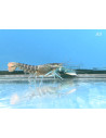 Écrevisse Blue Legs (Cherax sp. "Blue Legs") 5-7cm Wild