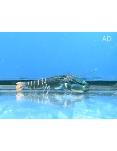 Écrevisse Boesemani Blue Moon tricolore (Cherax sp. boesemani "Tricolor Blue Moon Crayfish") 5-7cm Wild
