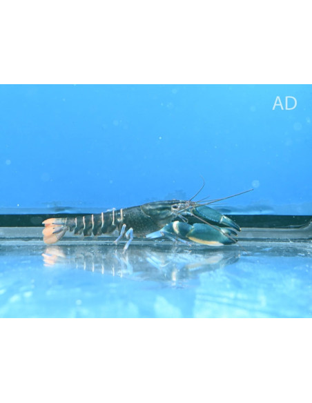 Cherax Sp. Boesemani Tricolor Blue Moon Crayfish 5-7cm Wild