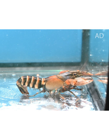 Cherax Sp. Peknyi Blue Claw Zebra 5-7cm