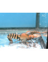 Écrevisse Blue Claw Zebra (Cherax sp. peknyi "Blue Claw Zebra") 5-7cm