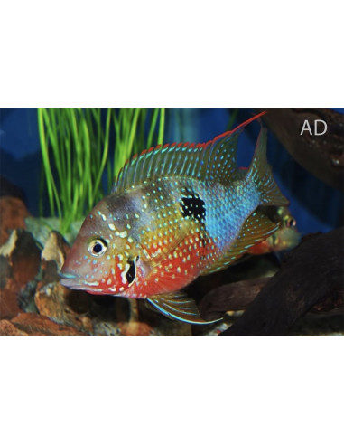 Thorichthys ellioti (Thorichthys ellioti) 3,5-4cm