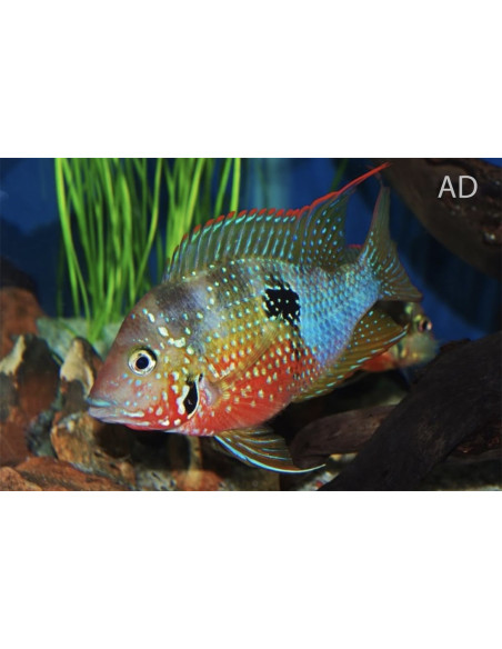 Thorichthys ellioti (Thorichthys ellioti) 3,5-4cm