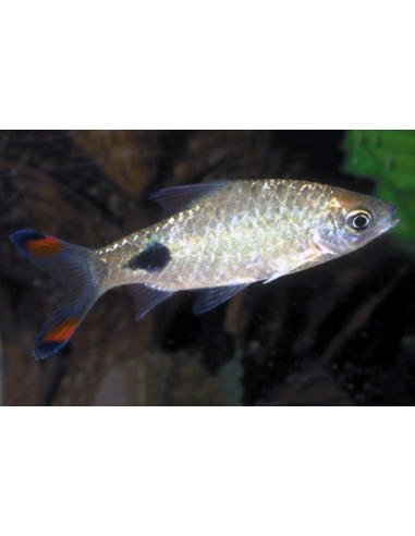 Barbus filamentosa (Dawkinsia filamentosa) 5-6cm
