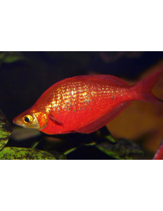 Poisson arc-en-ciel rouge (Glossolepis incisus) 5-6cm
