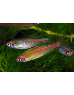 Danio choprae (Danio choprae) 2-2,5cm Wild