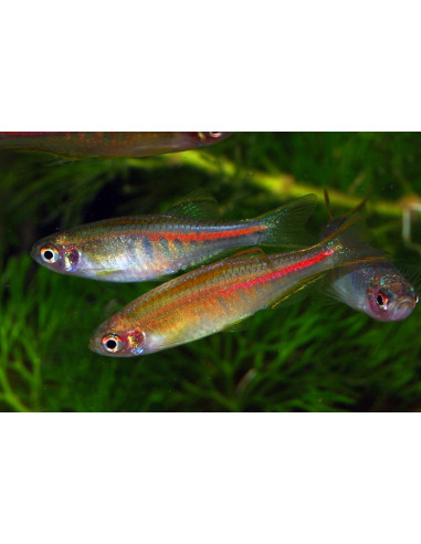 Danio choprae (Danio choprae) 2-2,5cm Wild